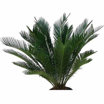 Sago Palm (Cycas revoluta) Easy to Grow Live House Plant from Delray Plants, 10-inch Grower Pot   553137704